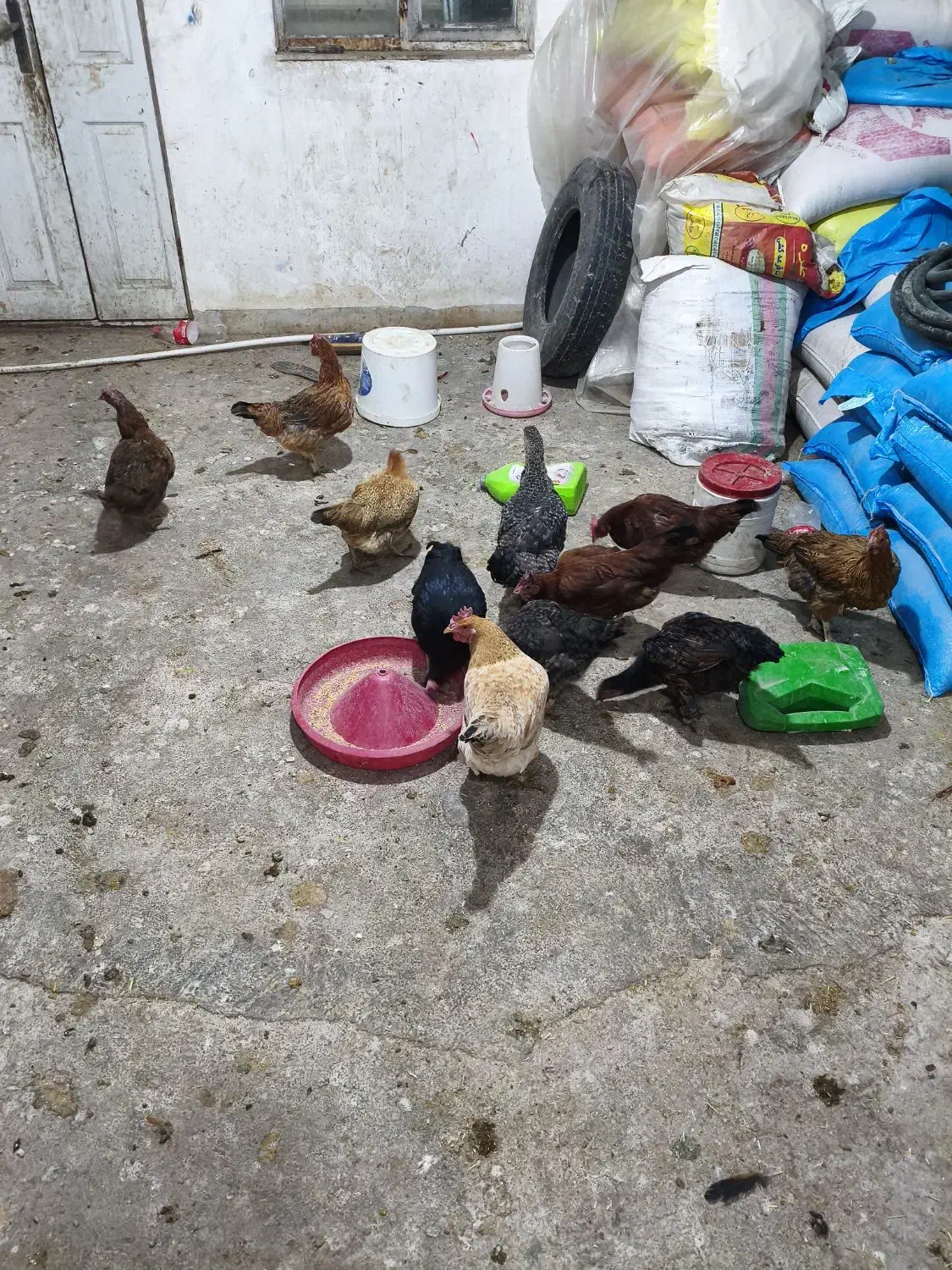 مرغ محلی|حیوانات مزرعه|نورآباد, |دیوار