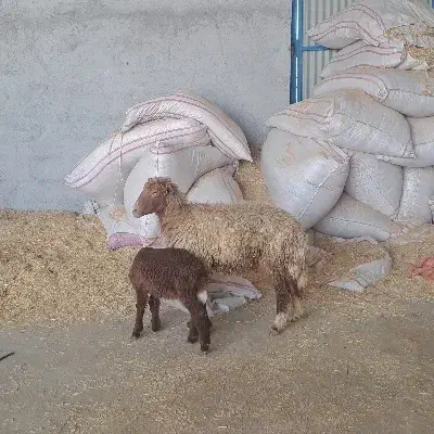 برندیل شکم اول بابره نر|حیوانات مزرعه|آبپخش, |دیوار