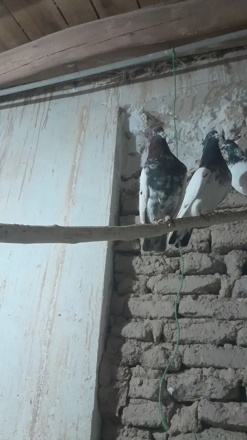 کبوتر کله دار|پرنده|رزن, |دیوار