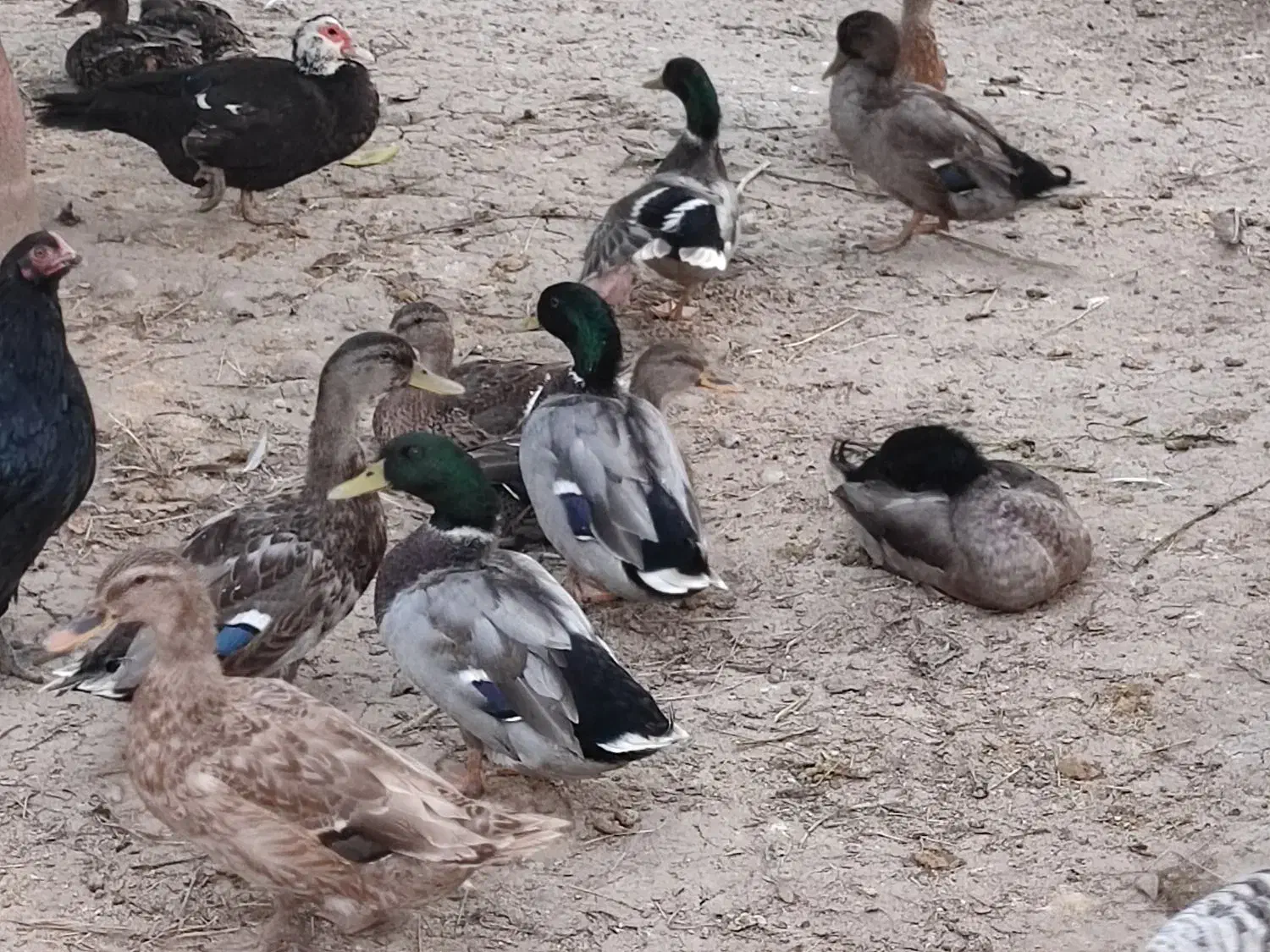 تخم اردک رشتی پروازی|حیوانات مزرعه|مرزیکلا, |دیوار