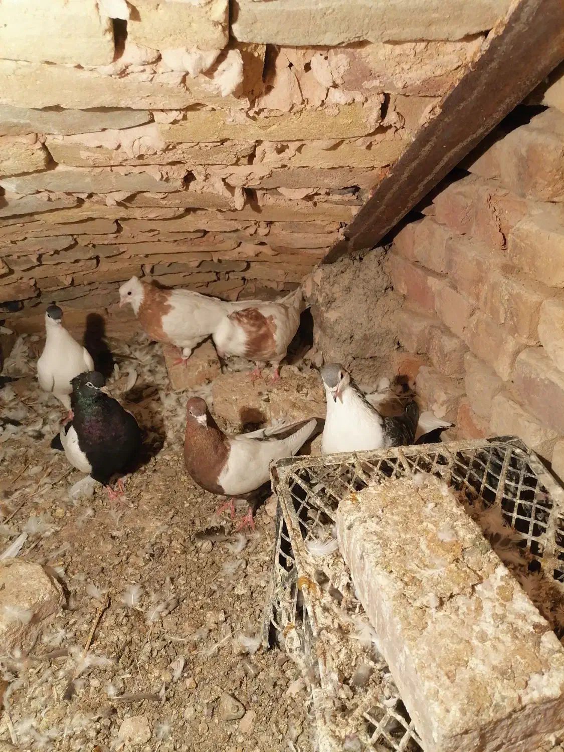 کبوتر رنگی سلطان اباد|پرنده|خوشاب, |دیوار