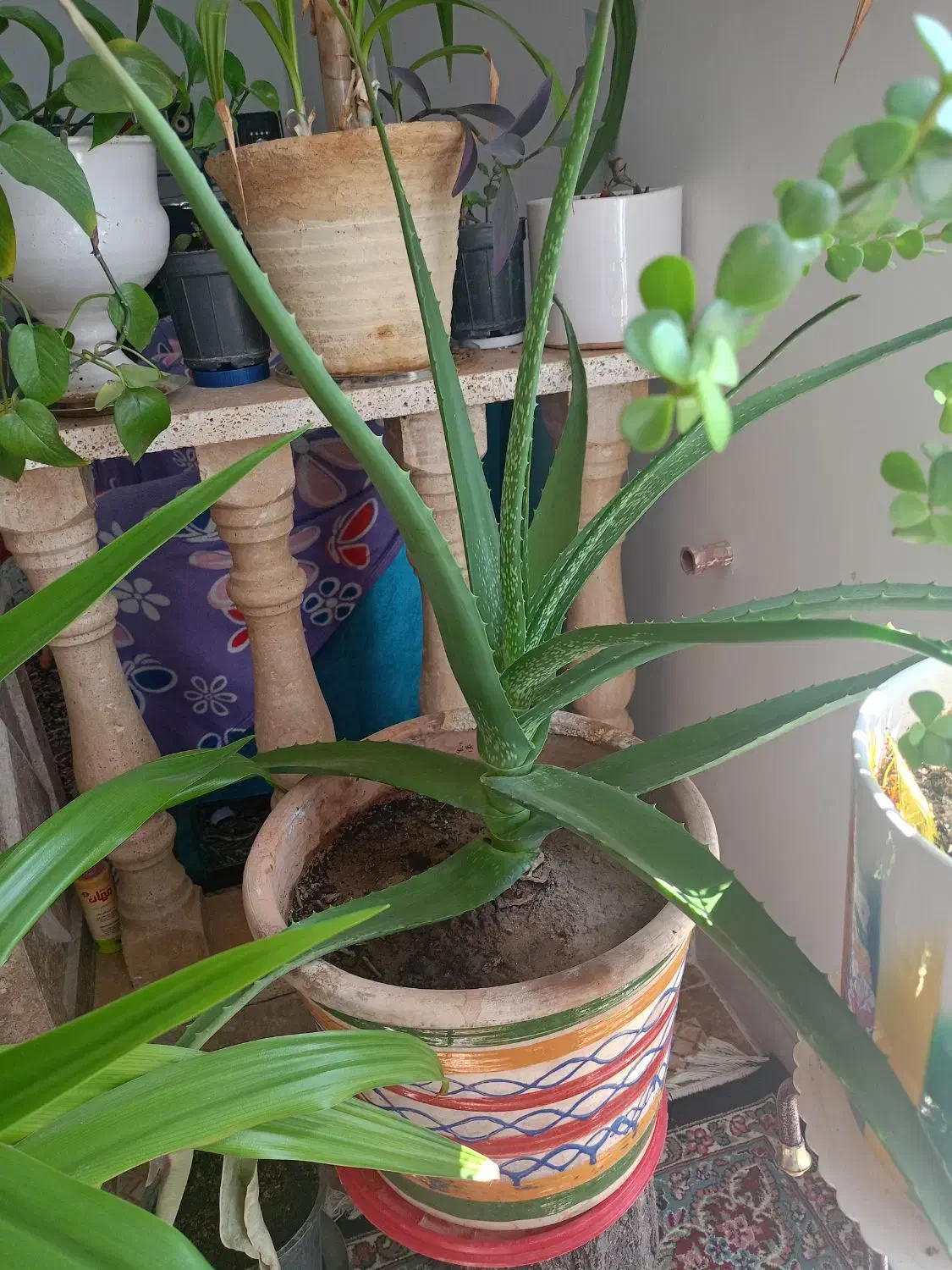 گل آلوئورا بزرگ،|گل و گیاه طبیعی|زرند, |دیوار