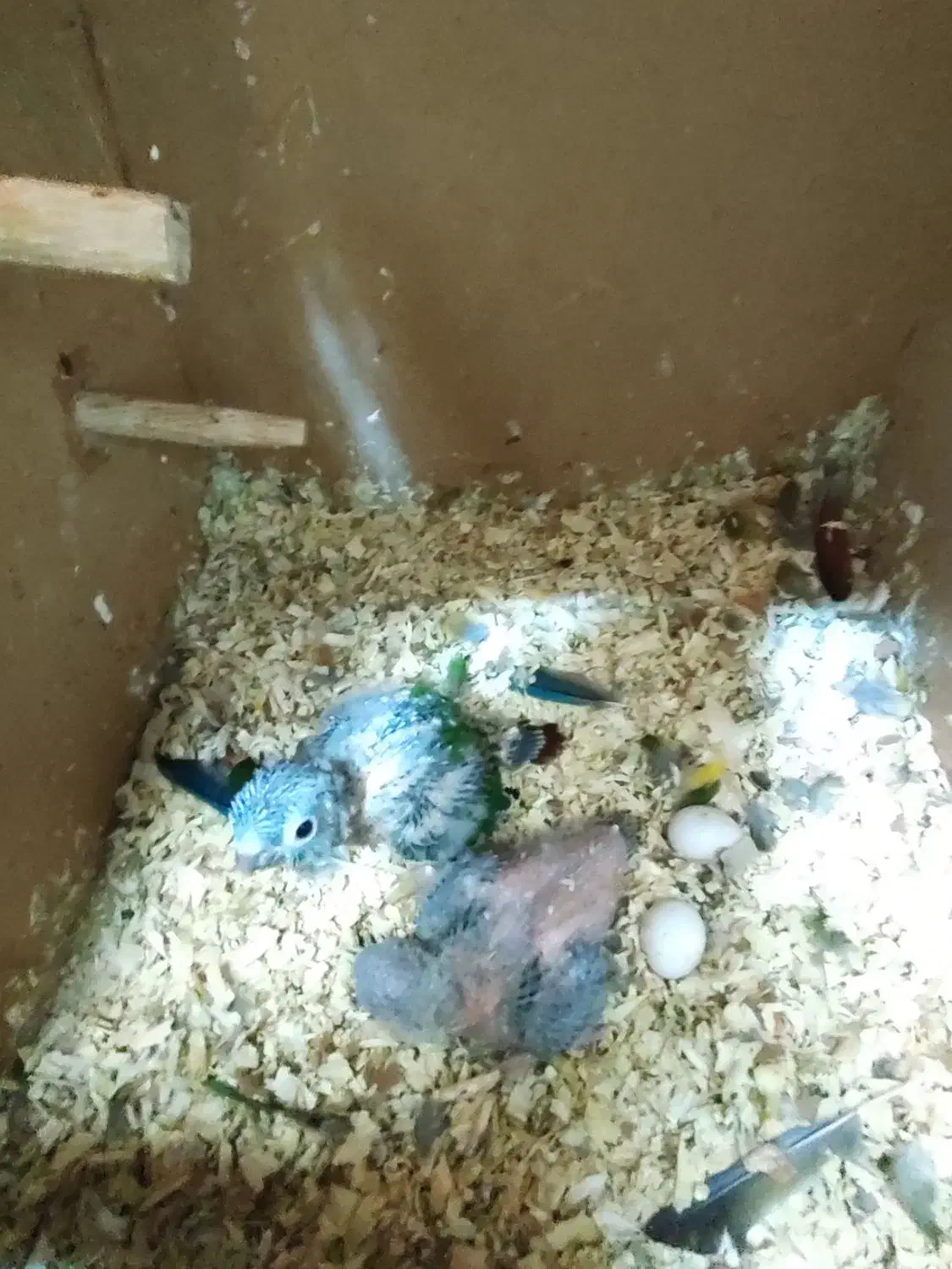 گرینچک سرلاکی تازه دونخور|پرنده|اقبالیه, |دیوار