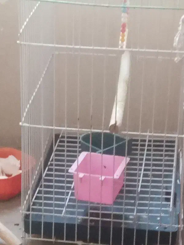 یدونه قفس پرنده|لوازم جانبی حیوانات|پیشوا, |دیوار