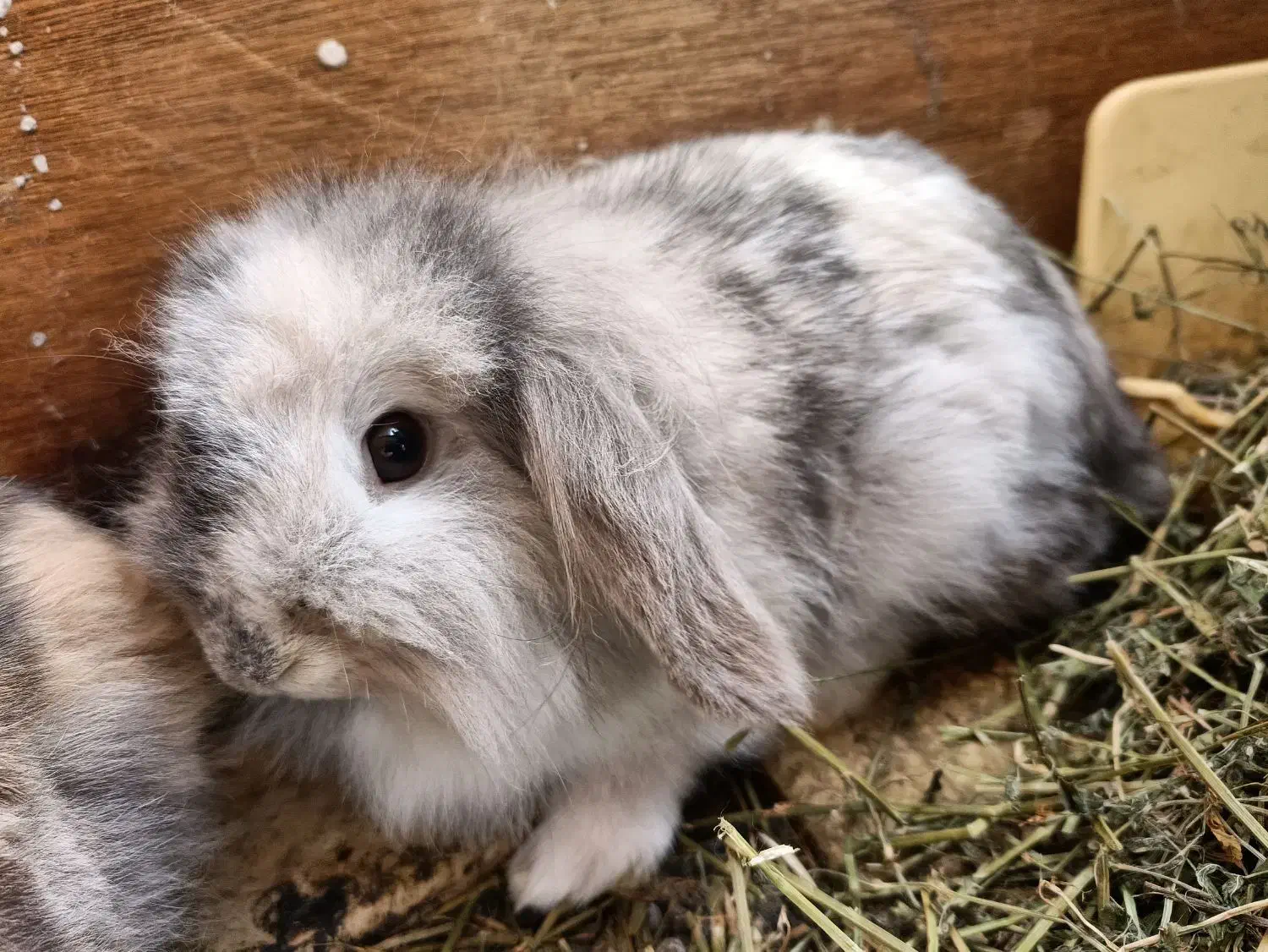 خرگوش لوپ هلندی اصیل|موش و خرگوش|لاهیجان, کوی آزادگان|دیوار