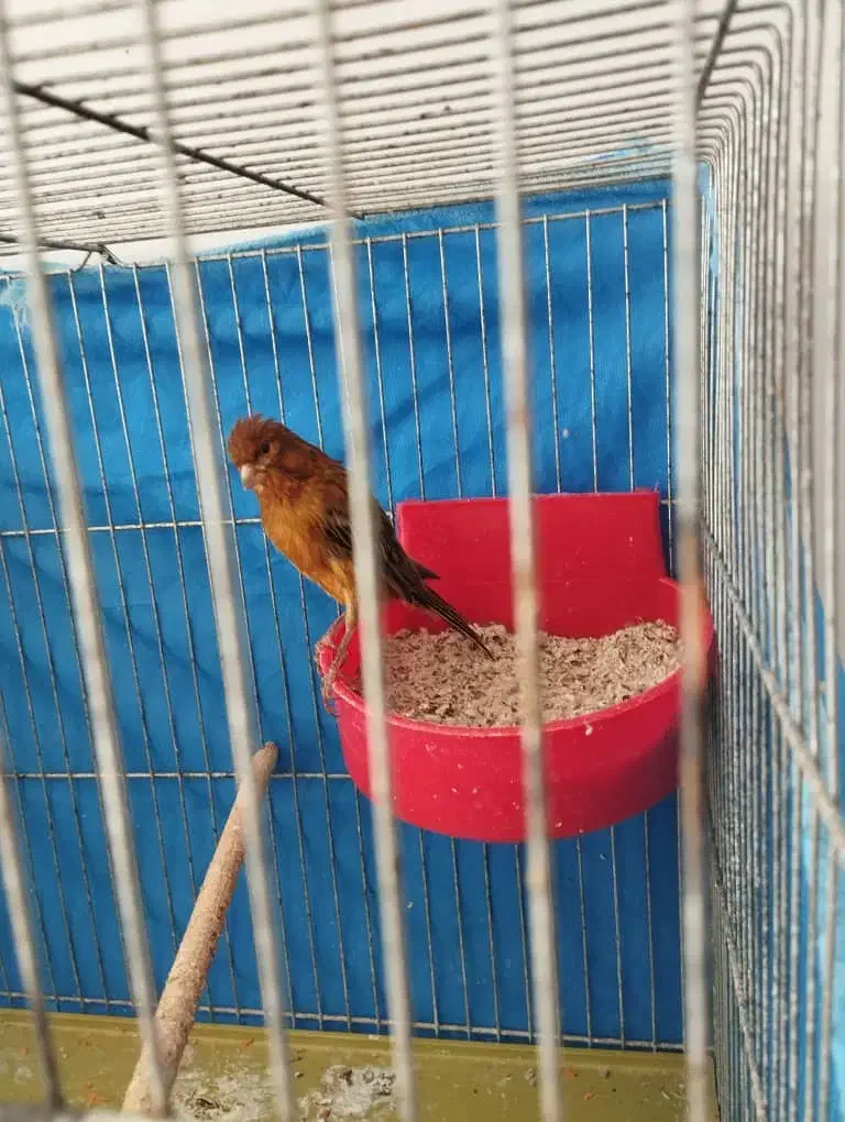 قناری|پرنده|خمینیشهر, |دیوار