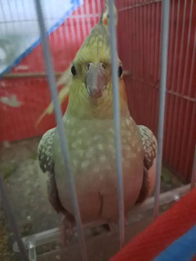 عروس هلندی|پرنده|بندرعباس, |دیوار