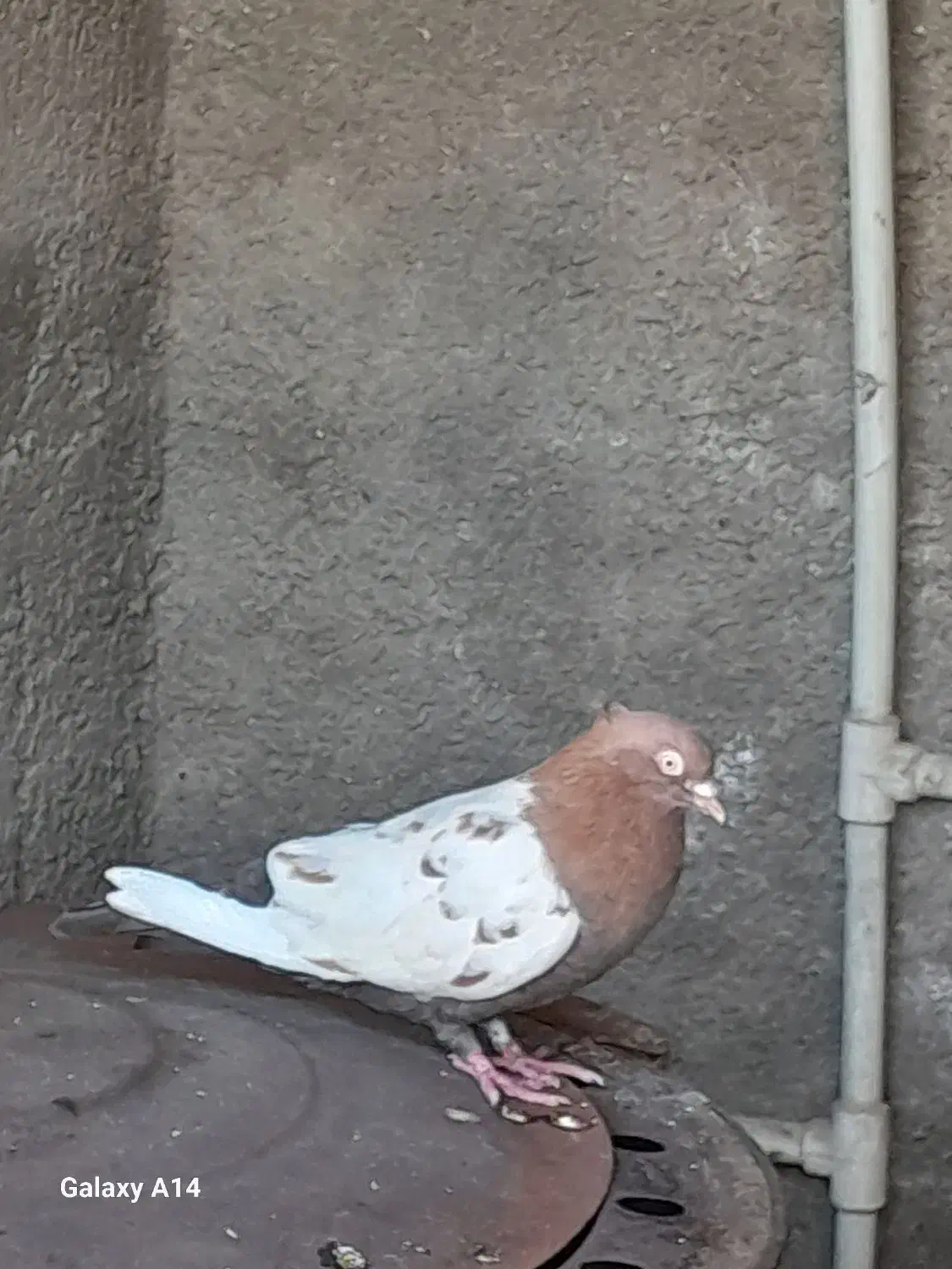 سینه سرخ نرمست درروستای قلعه سحر|پرنده|اهواز, کوی فرهنگیان ۲|دیوار