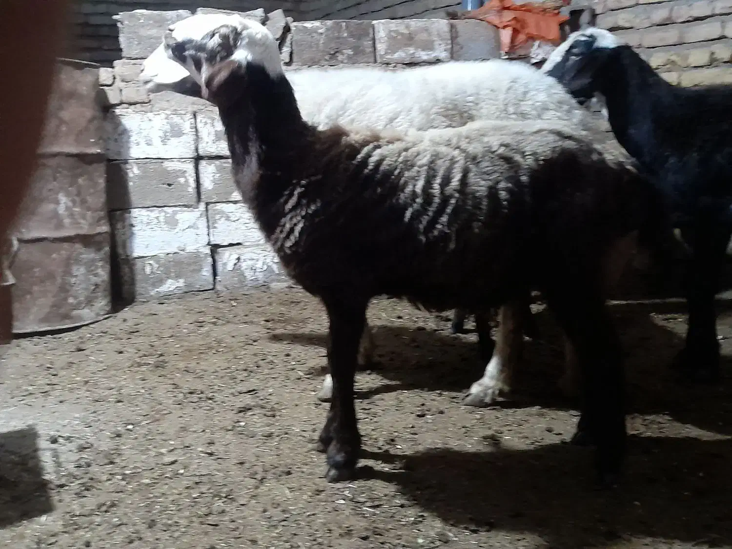 یک عدد گوسفند بره دار ویک ماده شیشک جنس|حیوانات مزرعه|مینودشت, |دیوار