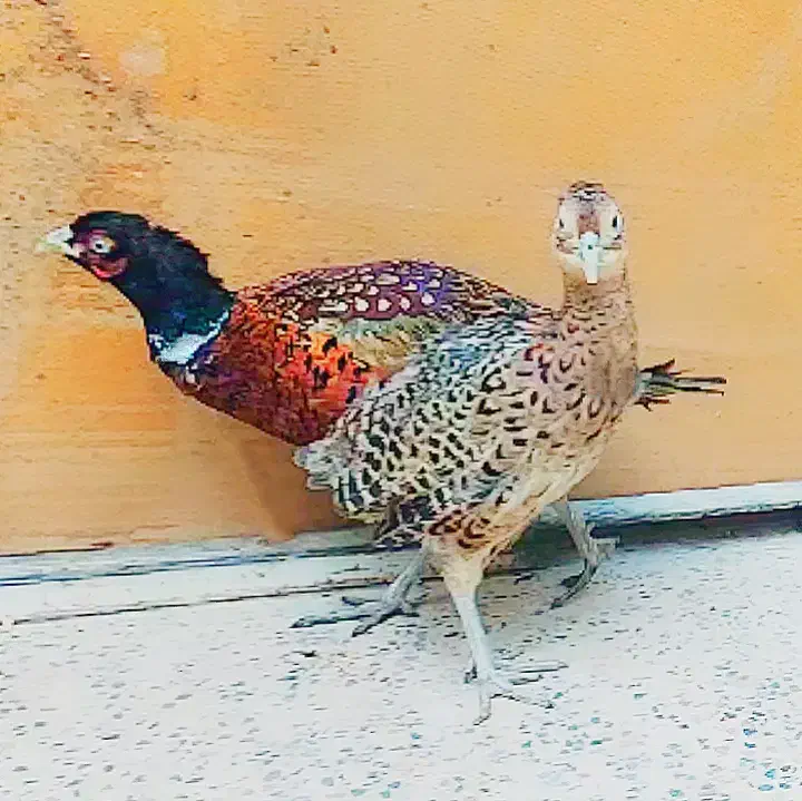 پرنده زینتی سیلور امریکایی بلژیکی و لیدی طاووس|پرنده|شیراز, امام حسین|دیوار