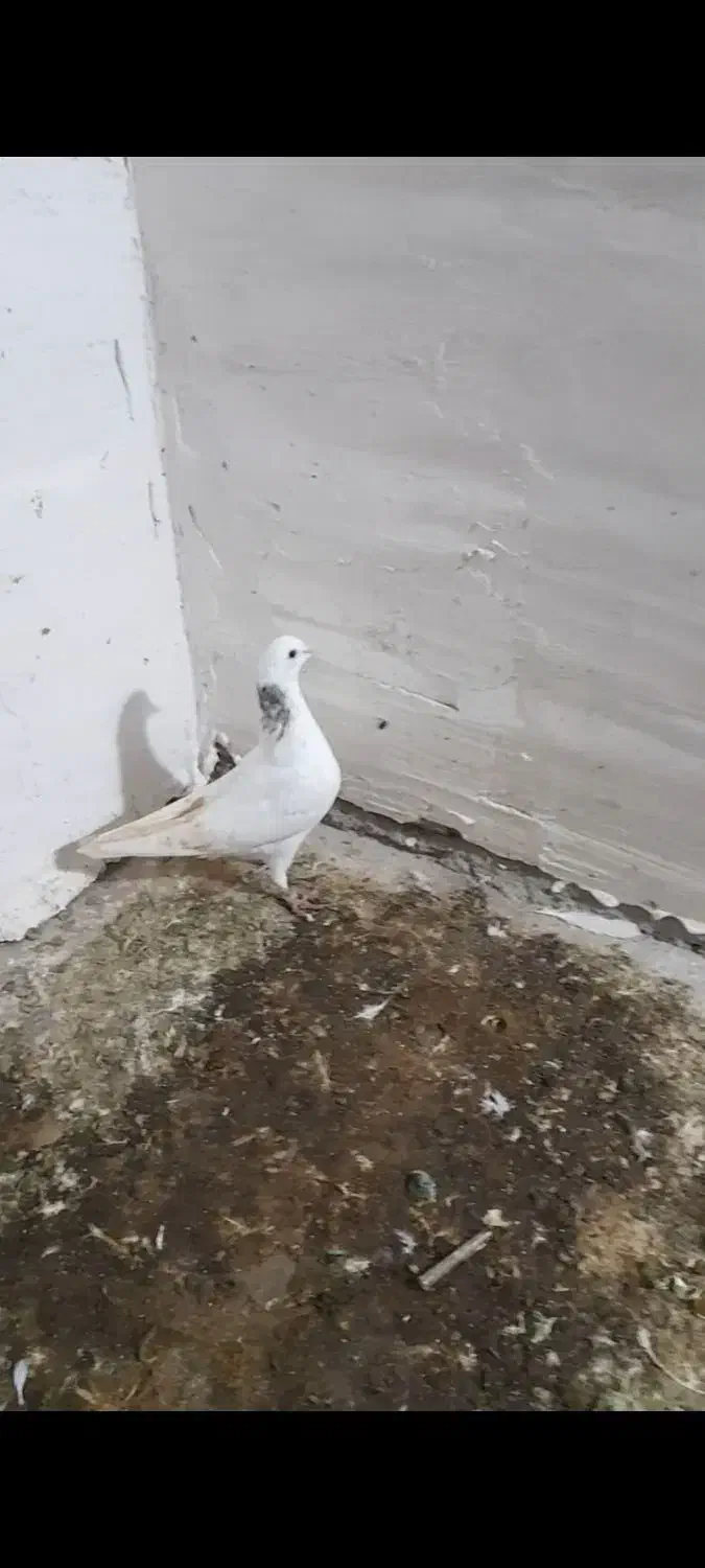 کبوتر غریب|حیوانات|نگین شهر, |دیوار