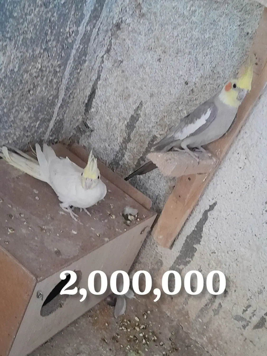 عروس هلندی|پرنده|تربتحیدریه, هاشمینژاد|دیوار