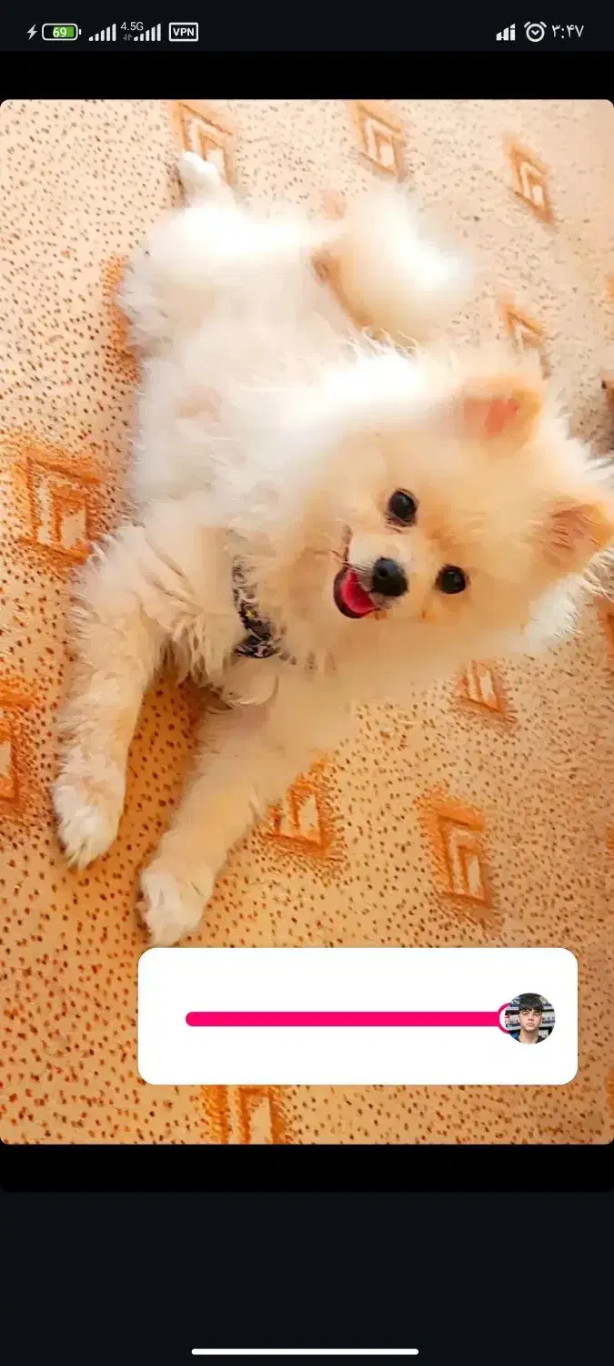 سگ پامرانین|سگ|نیشابور, خط کاشمر|دیوار