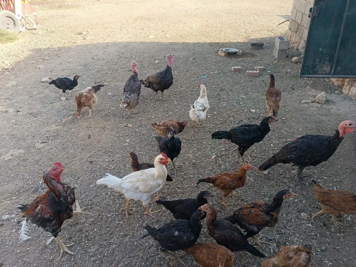فروش چند تا مرغ و خروس لاری اصیل|حیوانات مزرعه|سیمینه, |دیوار