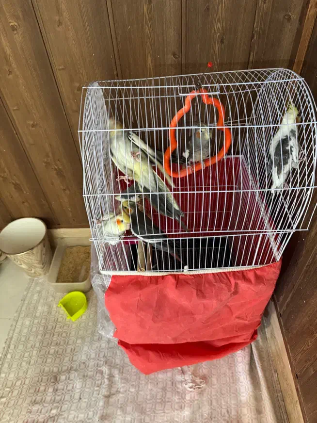 هفت عدد عروس هلندی|پرنده|تربت جام, مطهری|دیوار