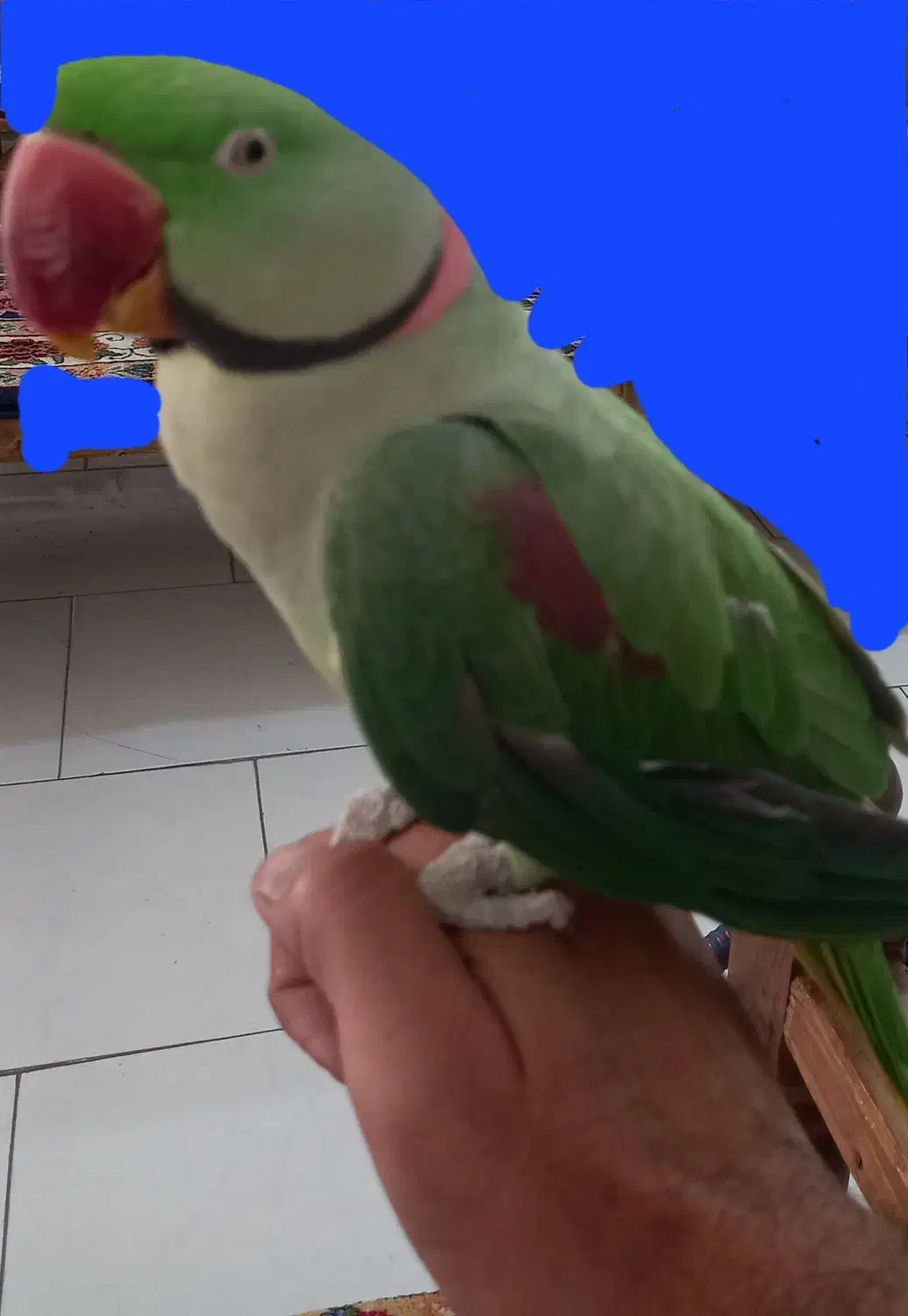 گمشده با دیدن ویا تحویل مژدگانی دریافت کنید|پرنده|اسلام‌شهر, شهرک توحید|دیوار