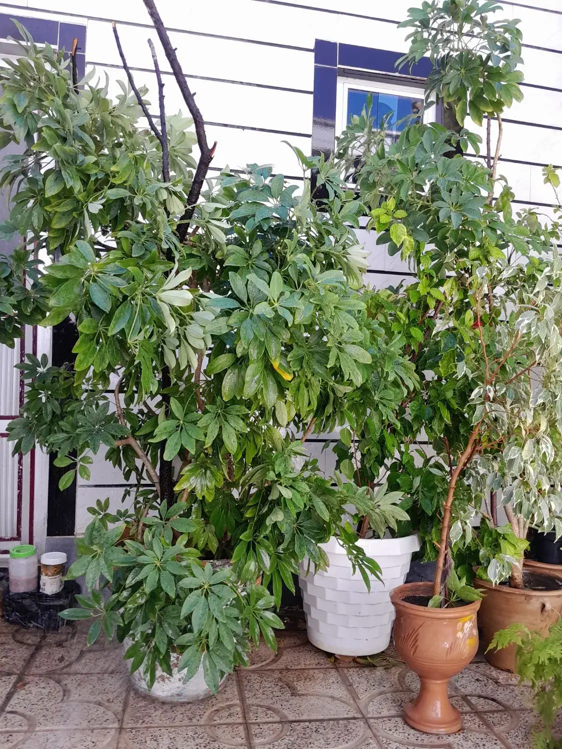 گل شفلرا|گل و گیاه طبیعی|کشکسرای, |دیوار