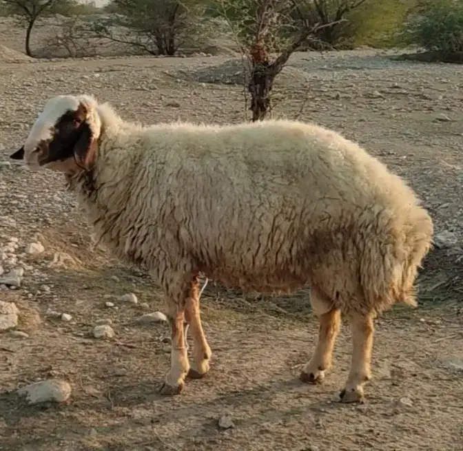 قوچ سنجابی 2ساله. گوسفند بره بز بزغاله  نربز بزنر|حیوانات مزرعه|دهلران, |دیوار