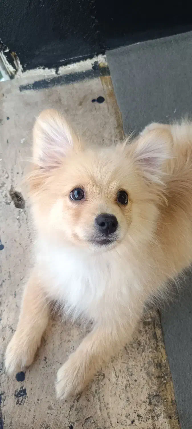 سگ نژاد پامر اشپیتز  نر ۴ماهشه  برا قیمت پیام بدید|سگ|کرج, کیانمهر|دیوار