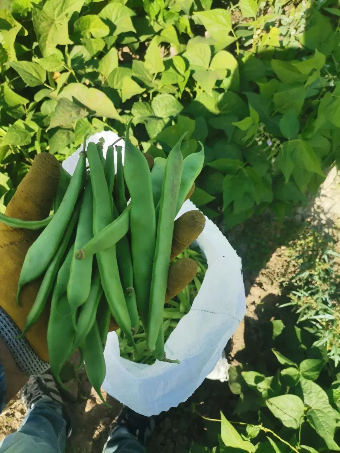 لوبیا چیتی وسبز|خوردنی و آشامیدنی|منجوان, |دیوار