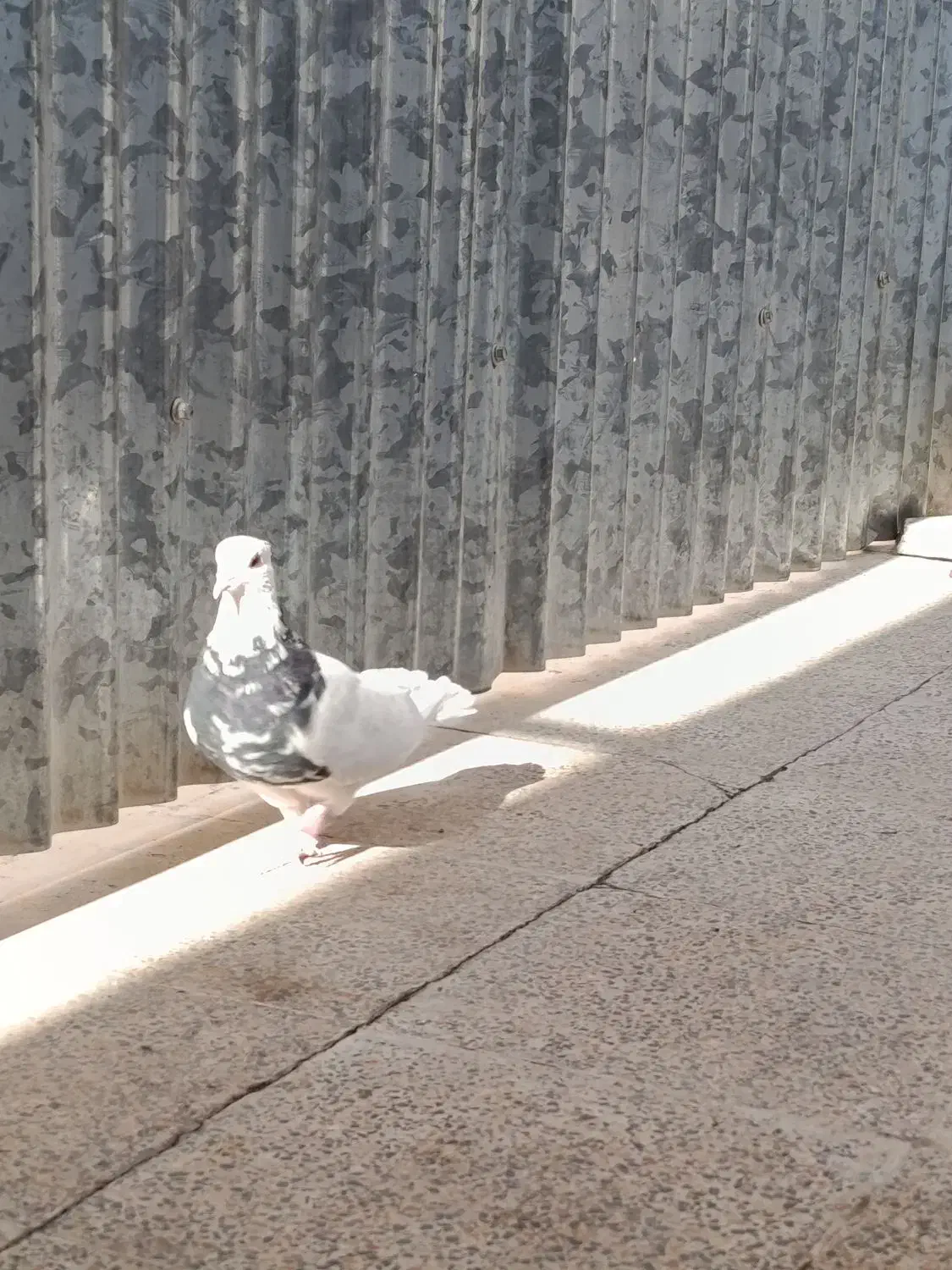 پرنده|پرنده|مرودشت, بیست متری بیمارستان|دیوار