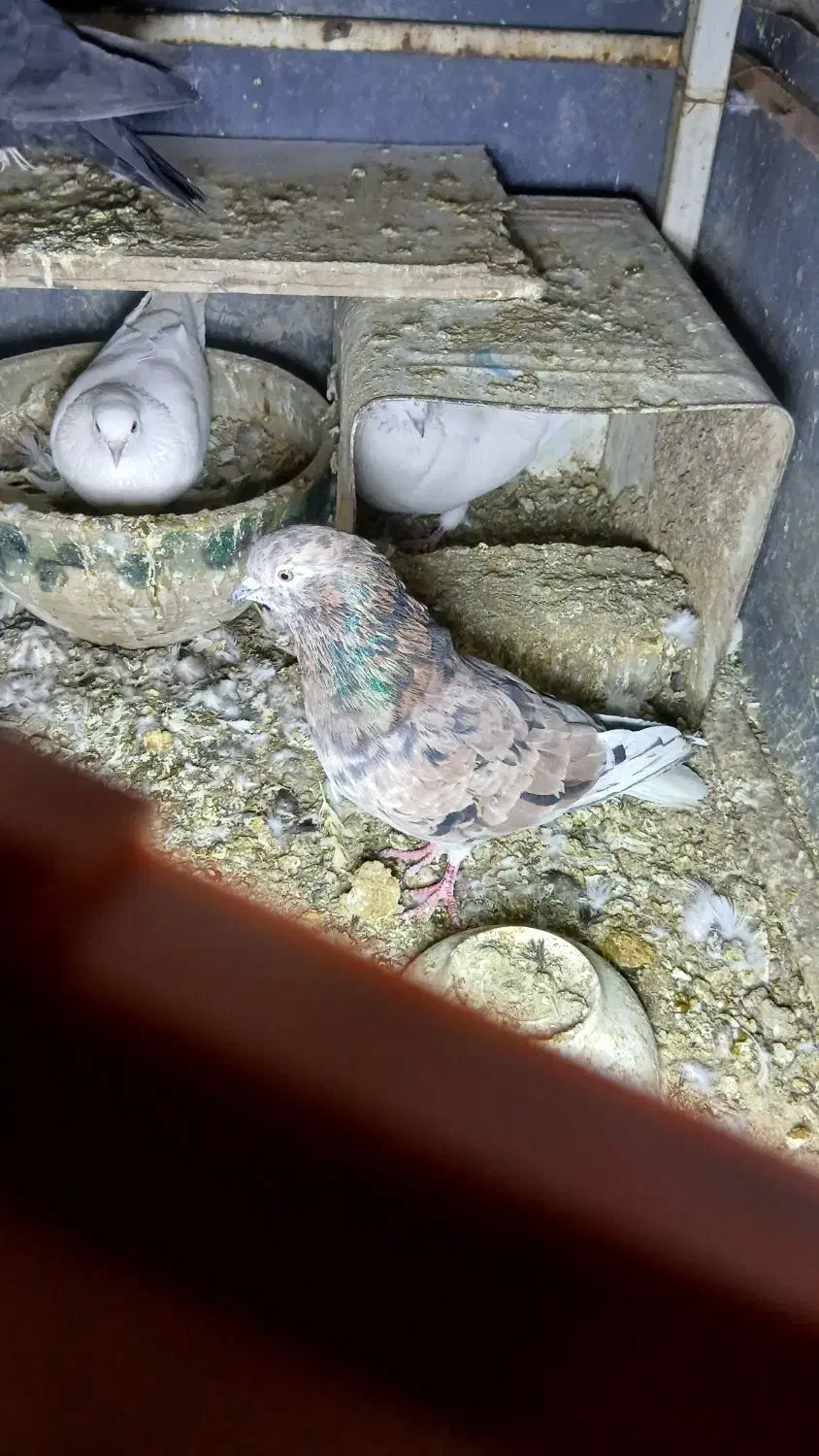 کبوترسرور|پرنده|یزد, |دیوار