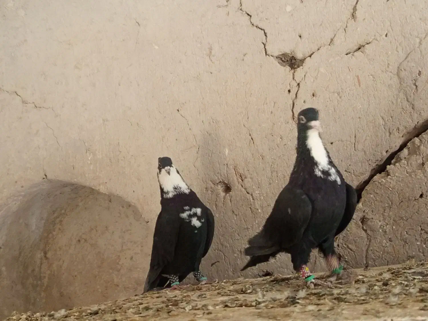 نروماده کرواتی|پرنده|تربتحیدریه, باغ سلطانی|دیوار