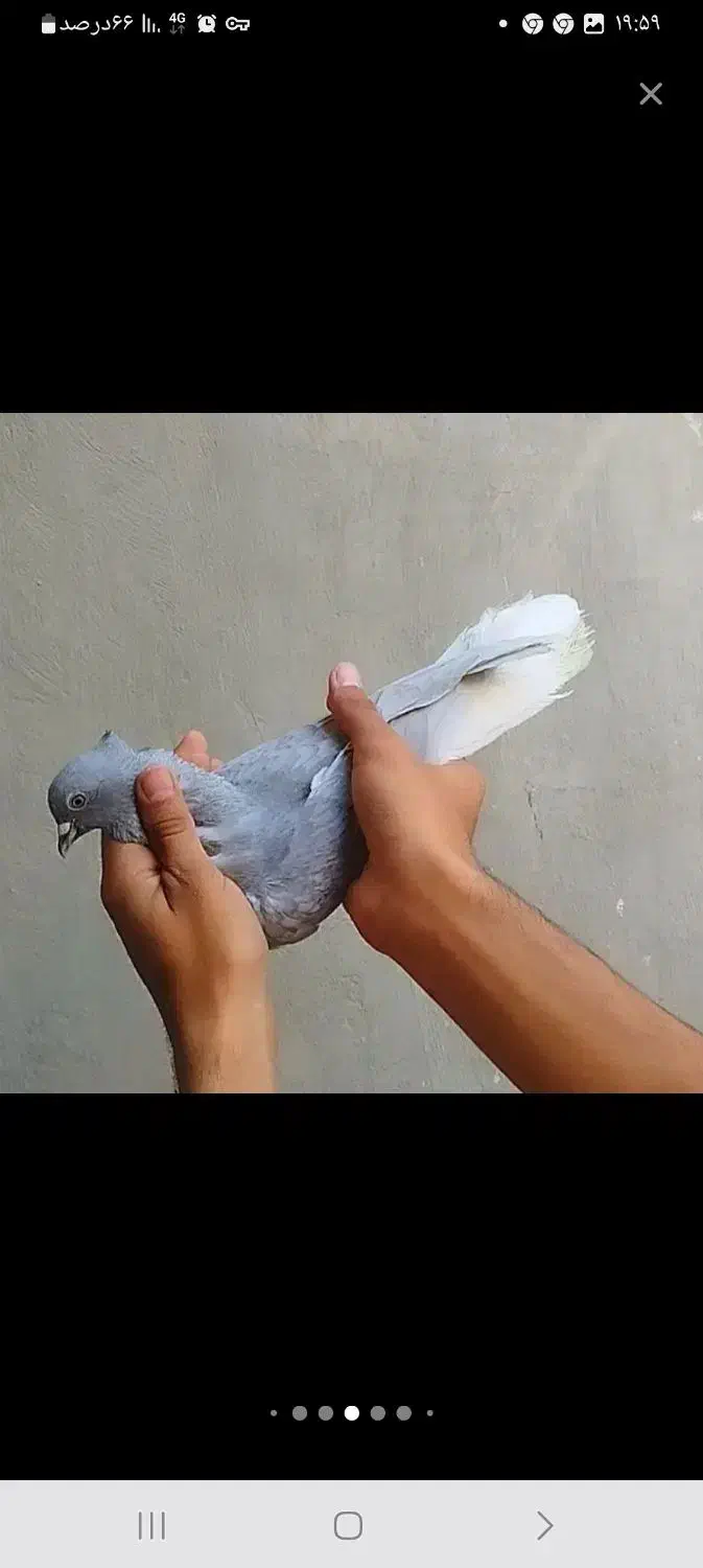 ماده طوسی|پرنده|جیرفت, |دیوار