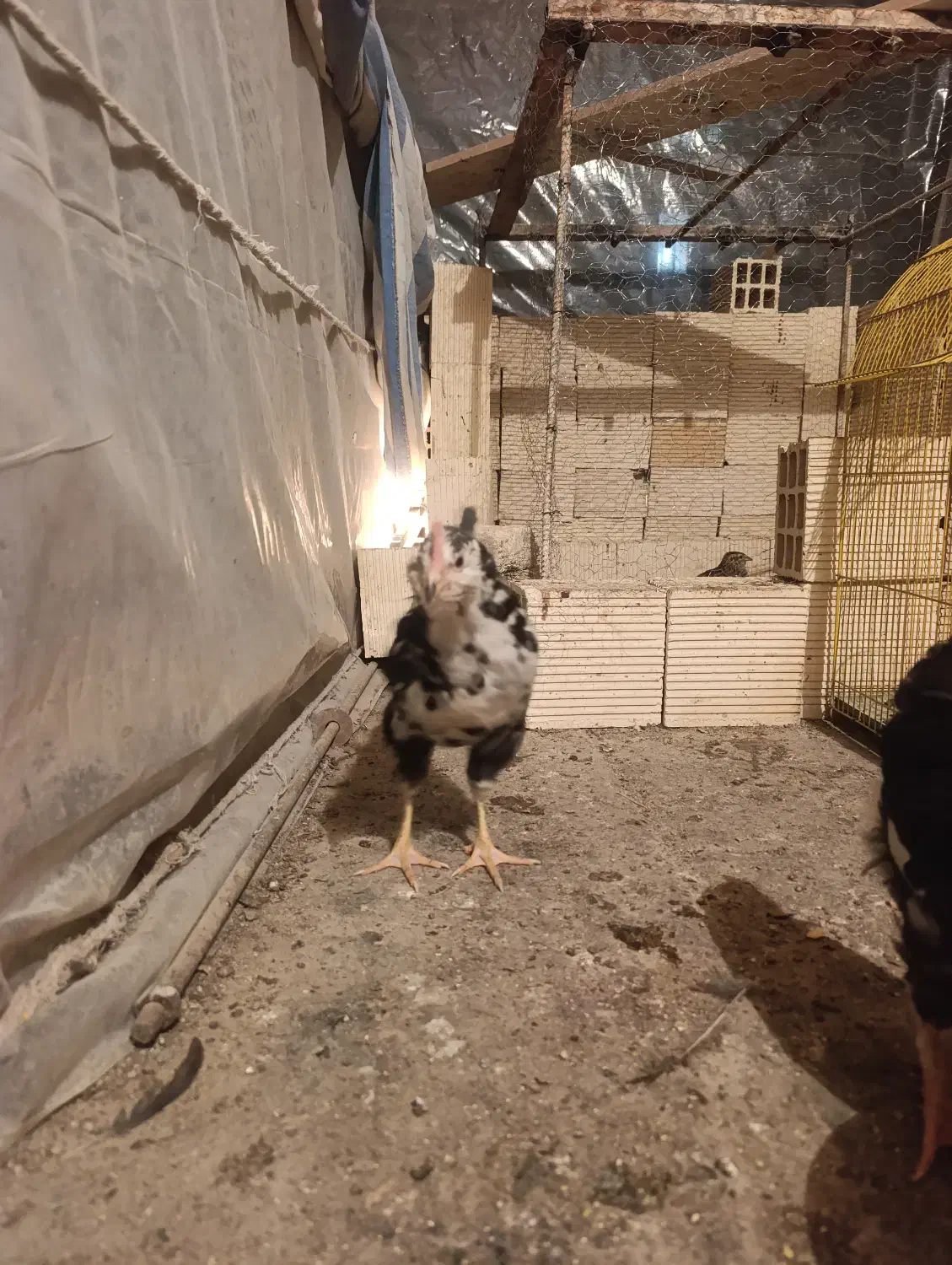 خروس|حیوانات مزرعه|کرمانشاه, |دیوار