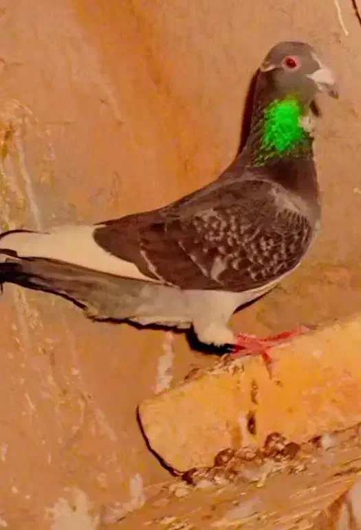 کفتر|پرنده|مود, |دیوار