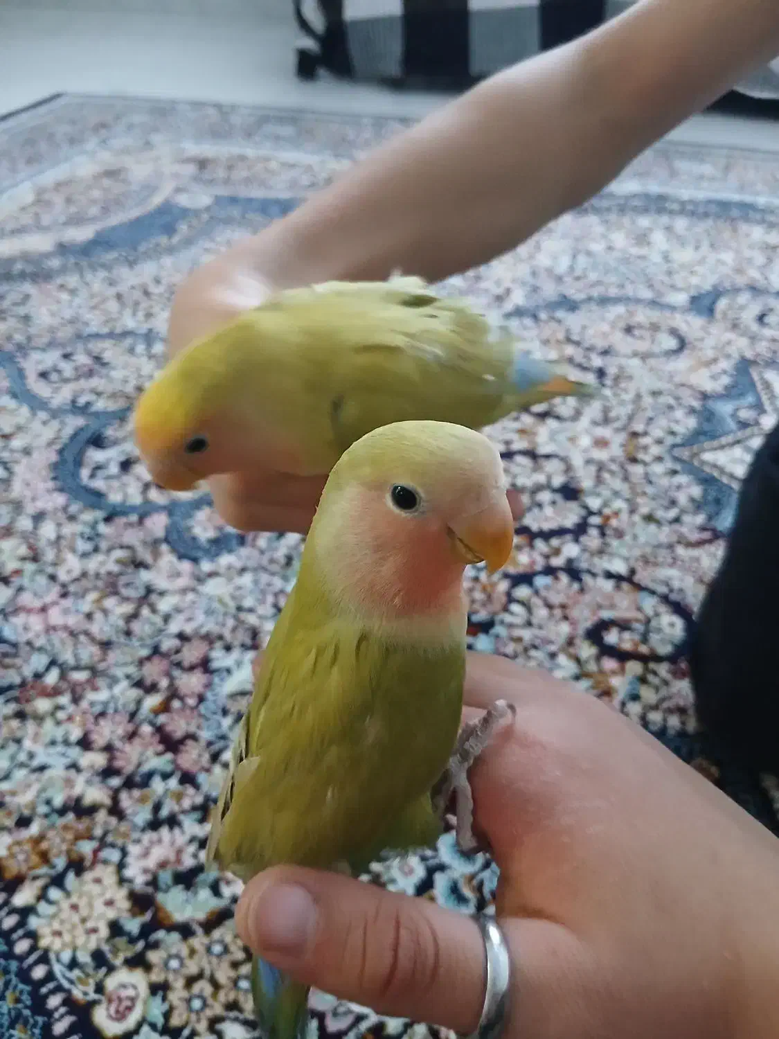 طوطی برزیلی جفت|پرنده|ابهر, |دیوار