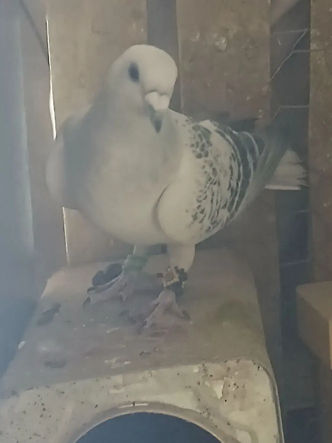 شامی درشت|حیوانات|رفسنجان, |دیوار