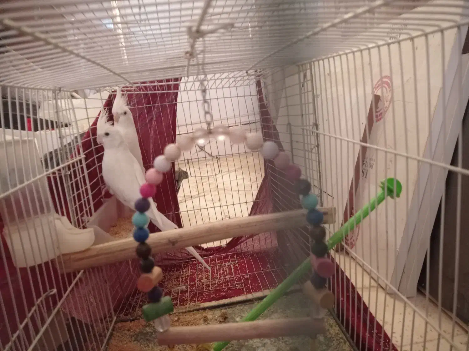 عروس هلندی آلبینو فروشی|پرنده|ایرانشهر, |دیوار