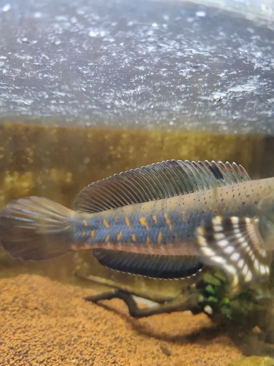 چانا|ماهی|تهران, کیانشهر|دیوار