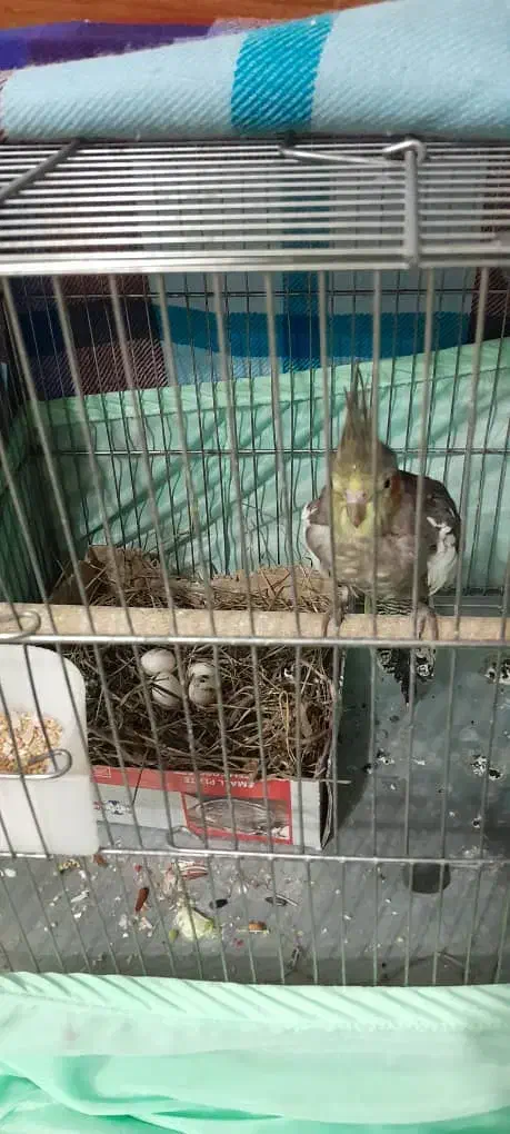 عروس هلندی|پرنده|صومعه‌سرا, |دیوار