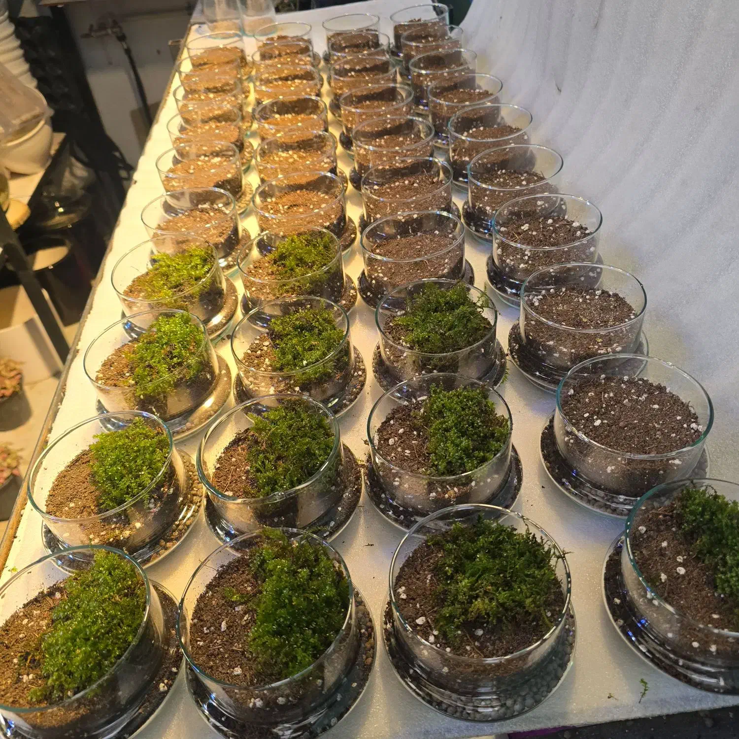 تراریوم|گل و گیاه طبیعی|تهران, شادمان|دیوار