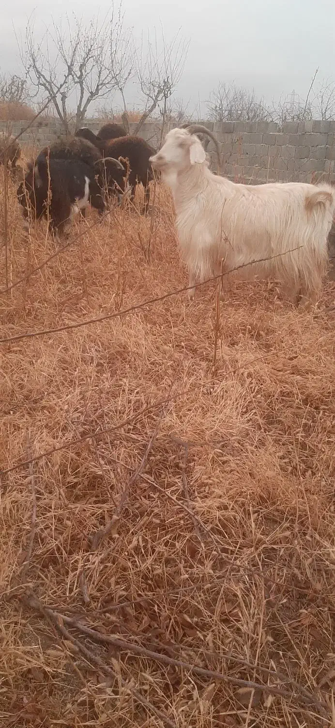 بز بزغاله|حیوانات مزرعه|هشتگرد, ایقربلاغ|دیوار