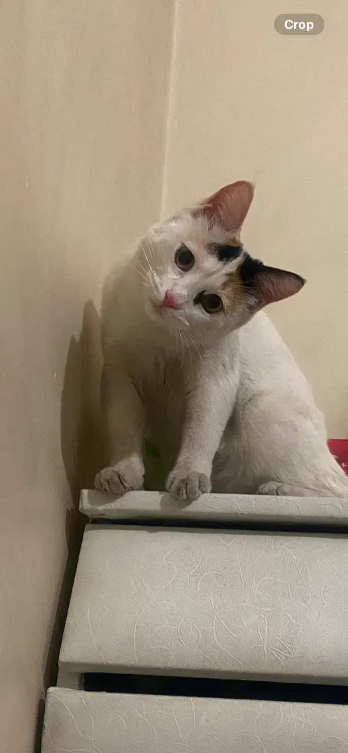 واگذاری گربه|گربه|کرمان, |دیوار