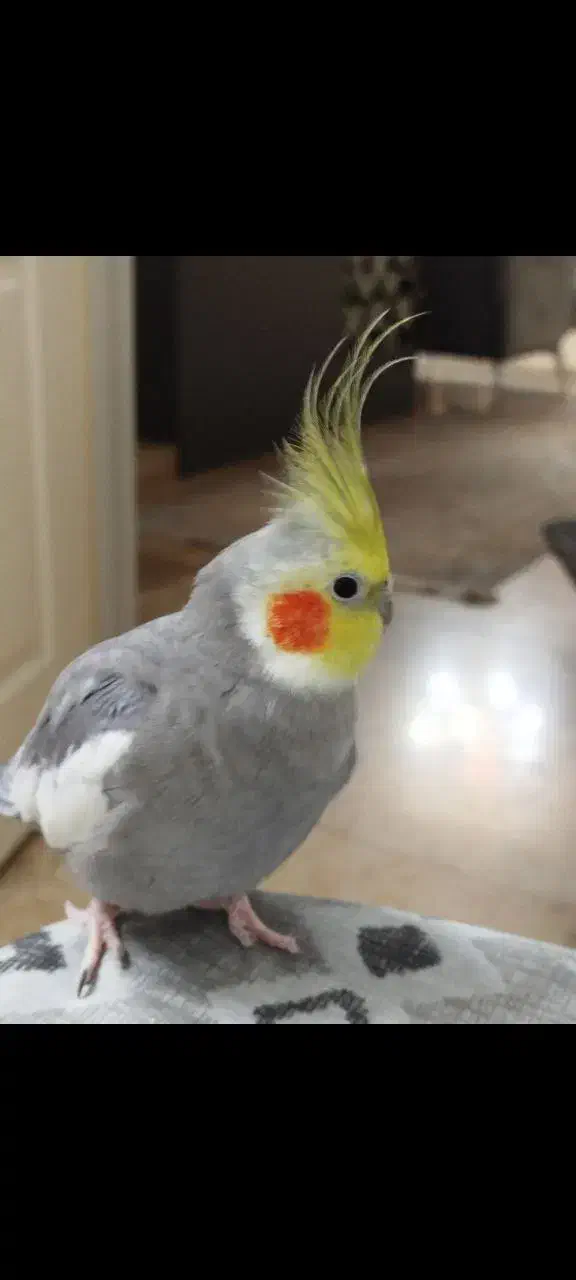 عروس هلندی|پرنده|کهریزک, |دیوار