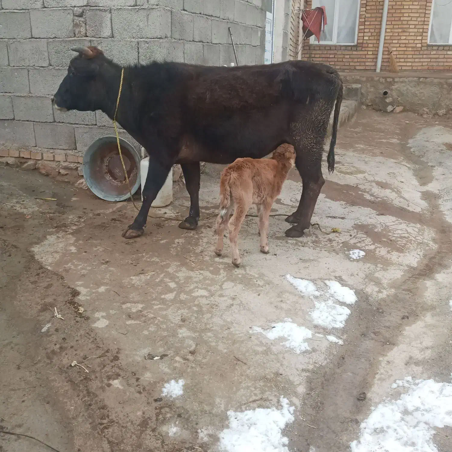 گاو|حیوانات مزرعه|قره ضیاالدین, |دیوار