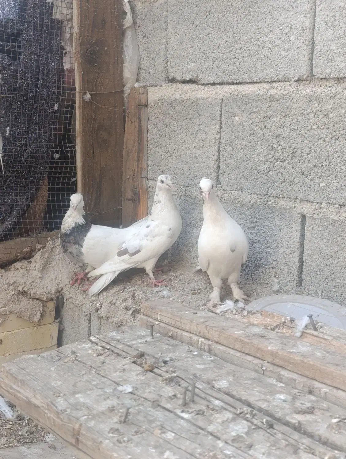 کبوتر انواع|پرنده|جم, |دیوار