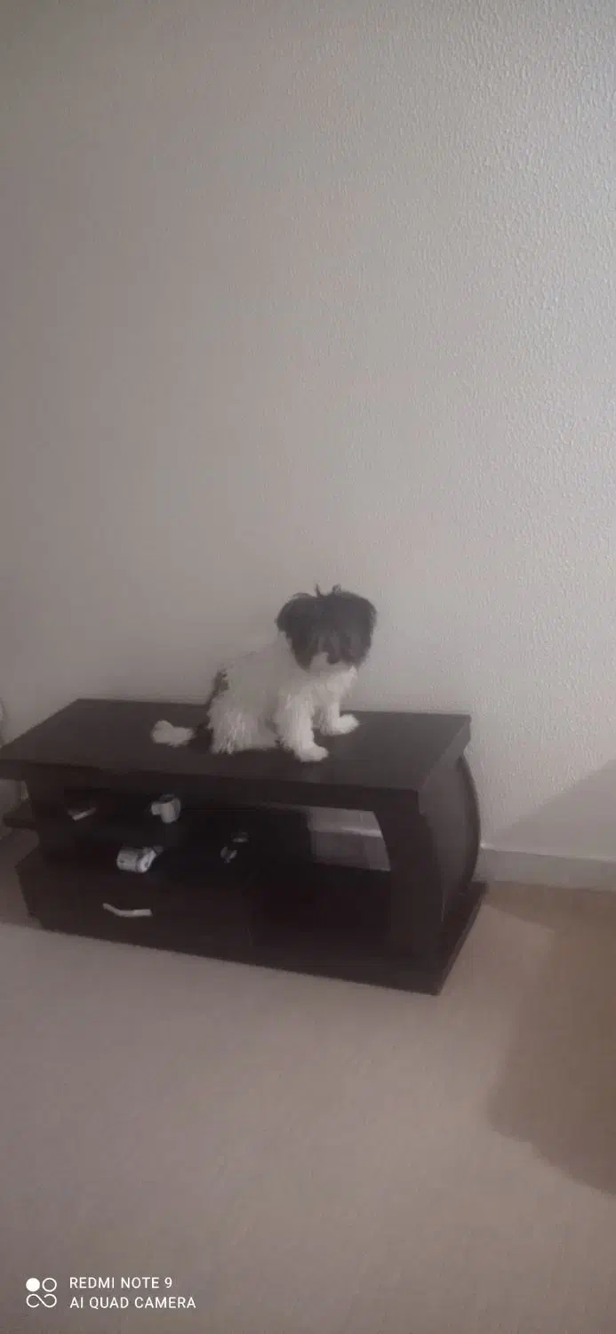 سگ پاپی|سگ|داران, |دیوار