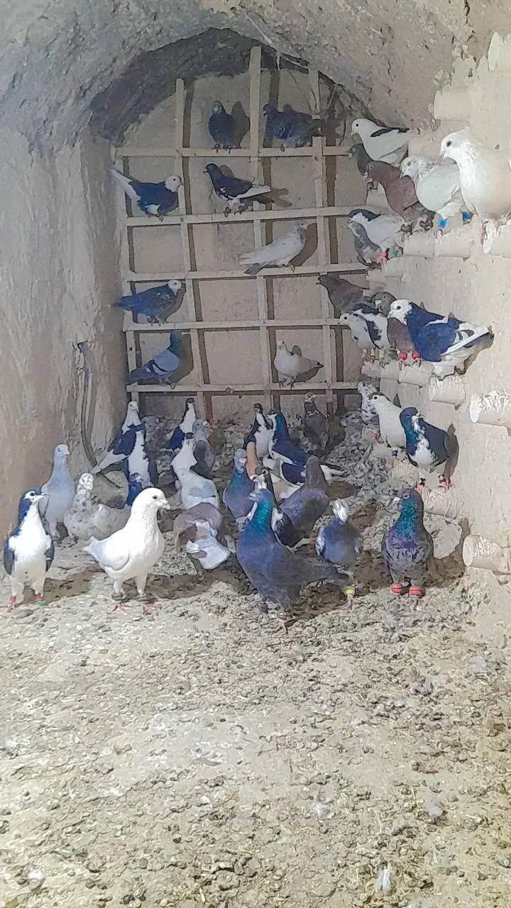 ۳۵عدد کفتر جنگنده|پرنده|کاشمر, |دیوار