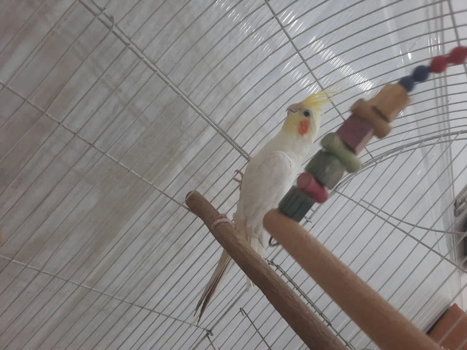 عروس هلندی|پرنده|کرمان, |دیوار