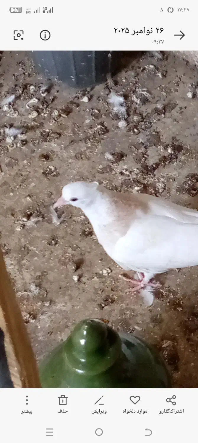 ۴تا کفتر جوجه|پرنده|علی‌آباد کتول, |دیوار