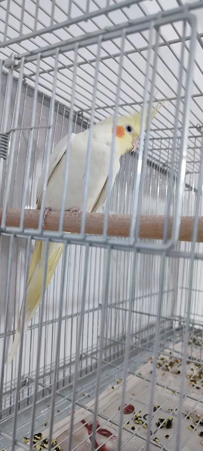 عروس هلندی لوتینو ماده آماده|پرنده|بروجن, |دیوار