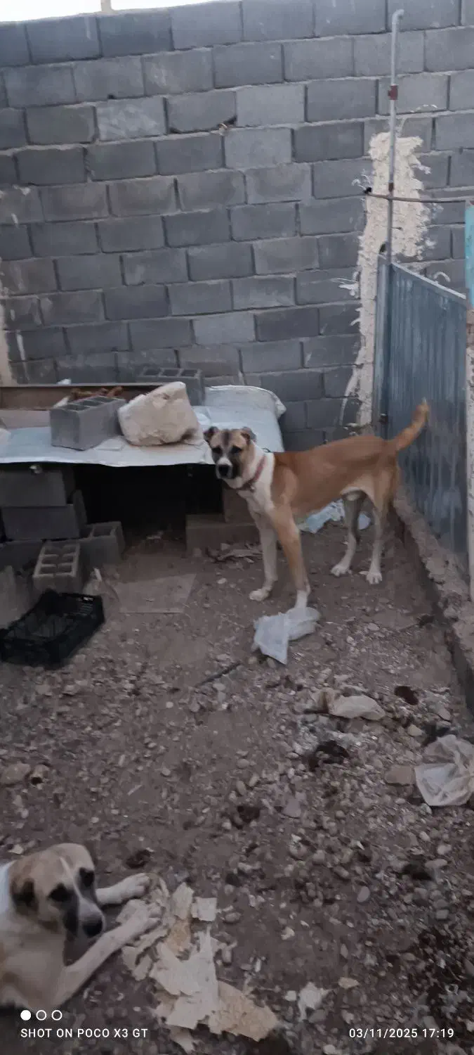 سگ افغان خالص|سگ|تهران, کیانشهر|دیوار