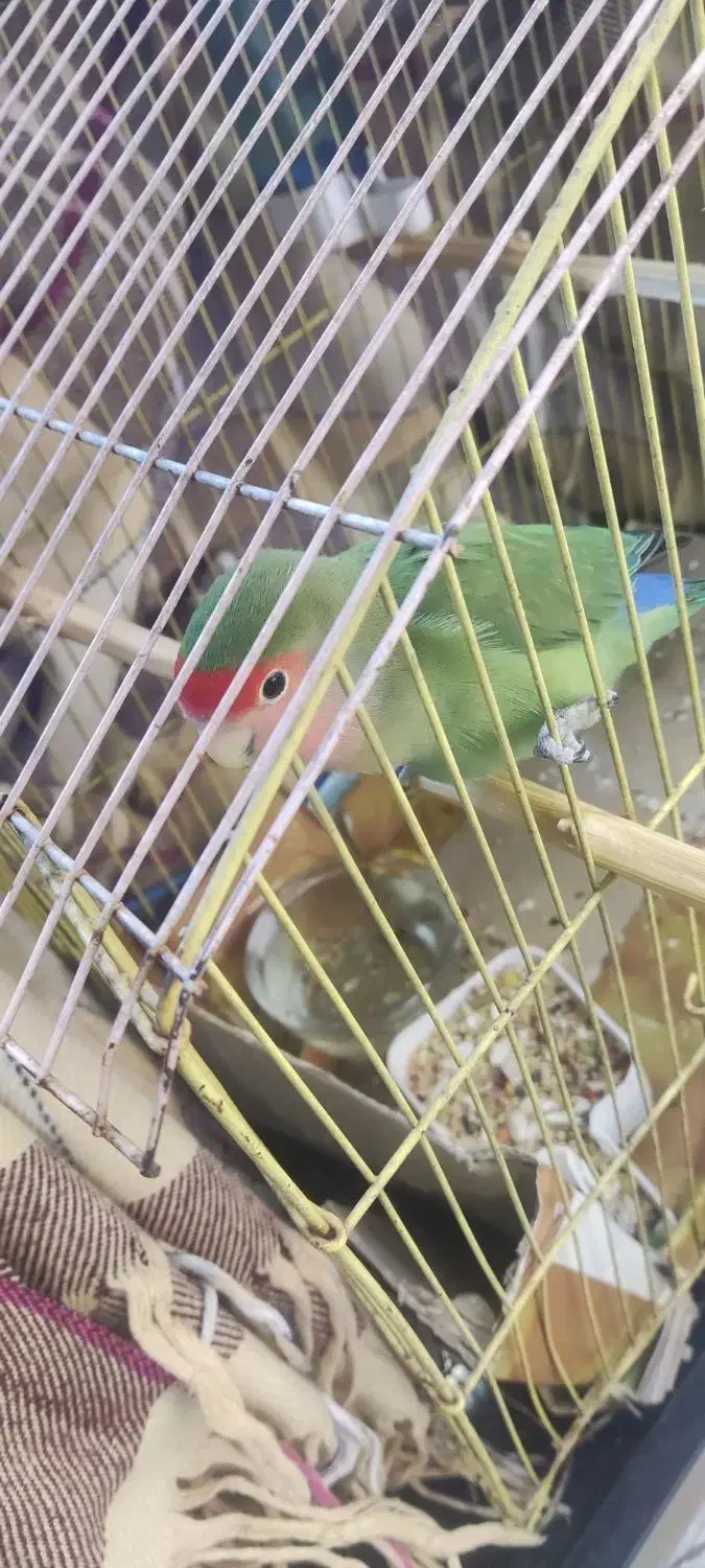 کوتوله|پرنده|قم, شهر قائم|دیوار