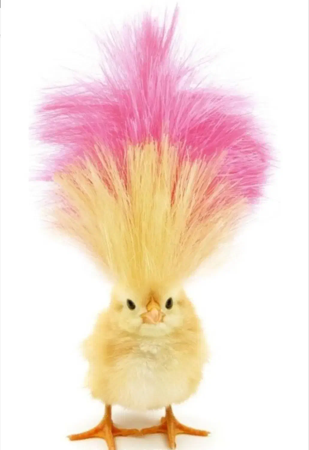 کادر اداری|استخدام اداری و مدیریت|گرگان, |دیوار