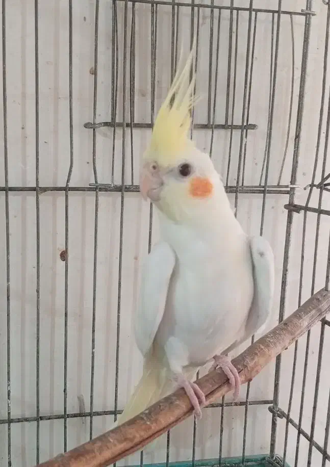 عروس هلندی چشم قرمز۴ماهه|پرنده|رامهرمز, |دیوار